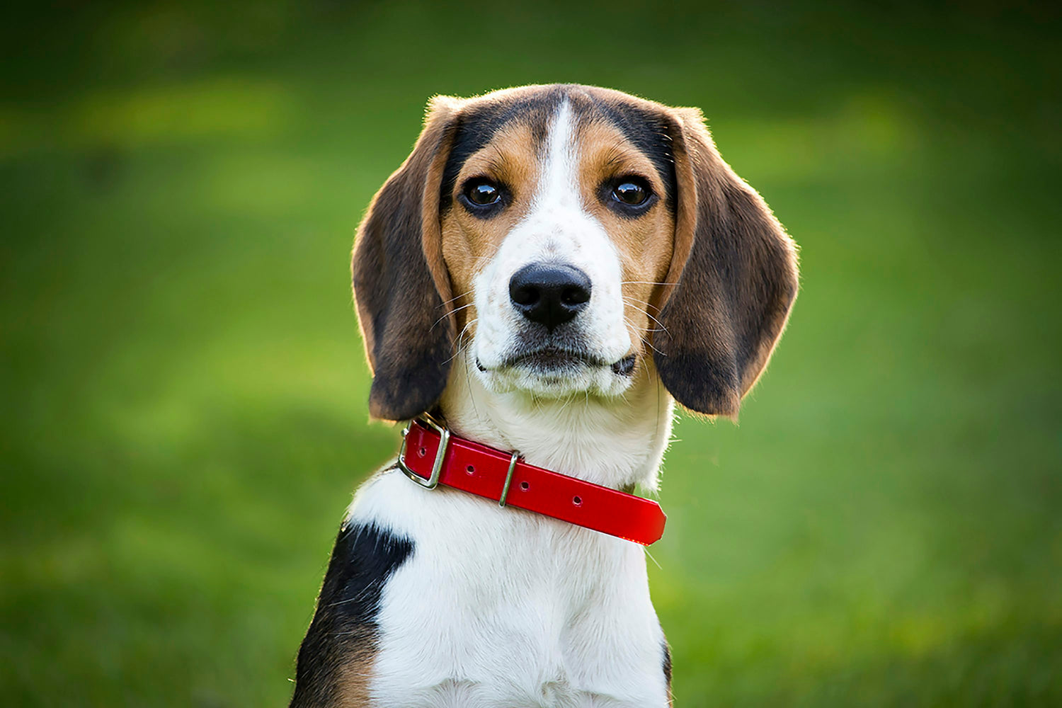 Beagle Puppies Available In Goa.