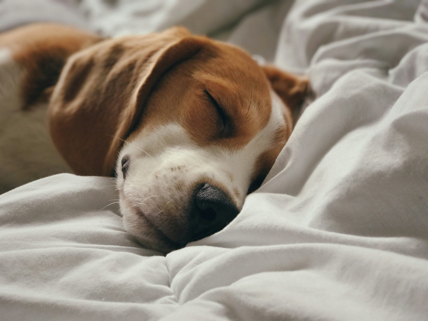 Smart Beagle Puppies Available For Sale In Hyderabad.