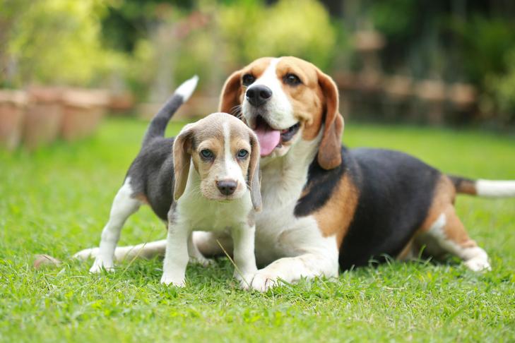 Beagle Puppies Available For Sale In Pune