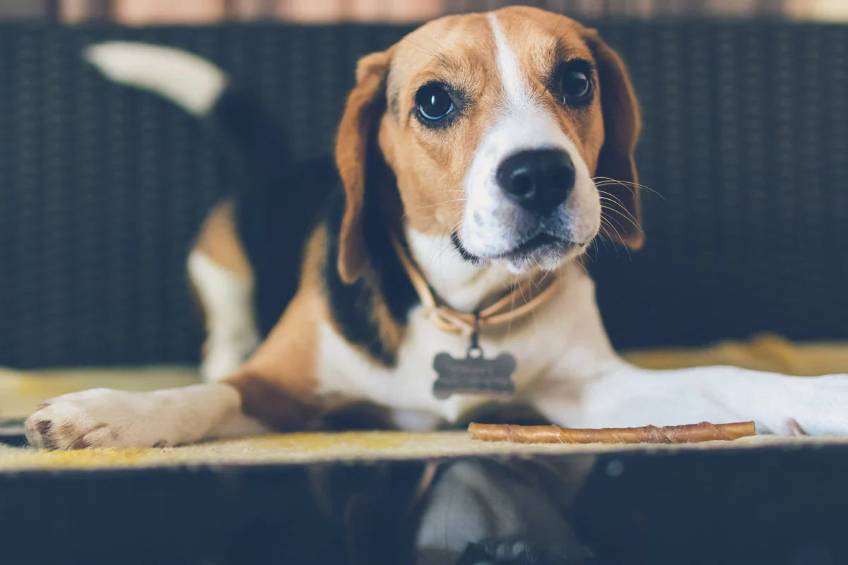 Get Cheerful Beagle Puppy Available For Sale.