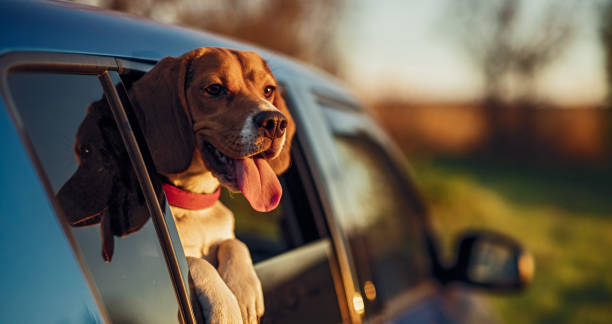 Beagle dog breeder in vizag
