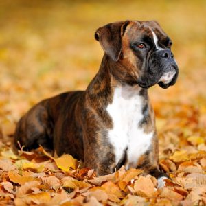 Boxer Puppies Available For Sale In Bangalore.