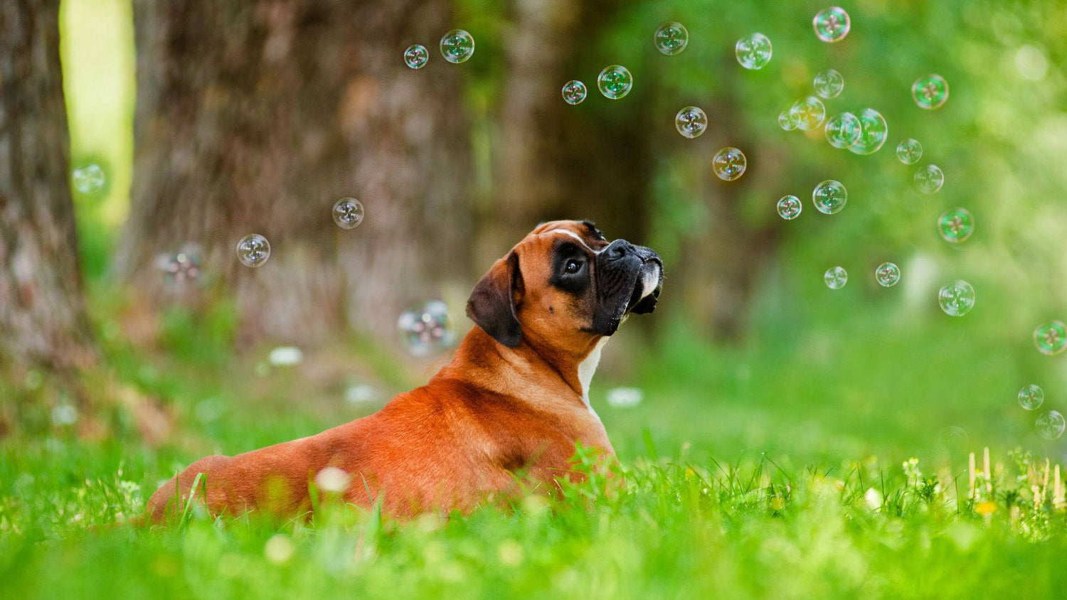 Get Muscular Boxer Puppies Available For Sale In Ahmedabad.