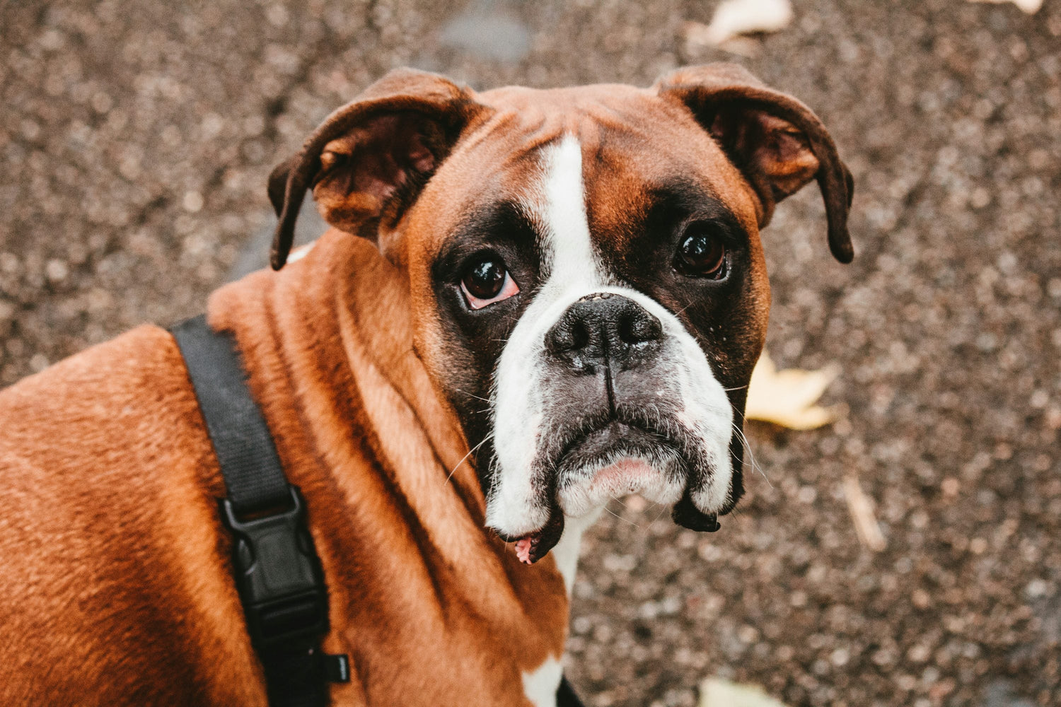 Buy Energetic Boxer Puppies From Delhi