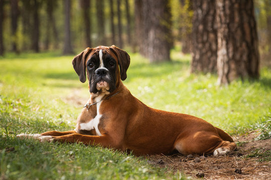 Boxer Puppies Available In Goa.