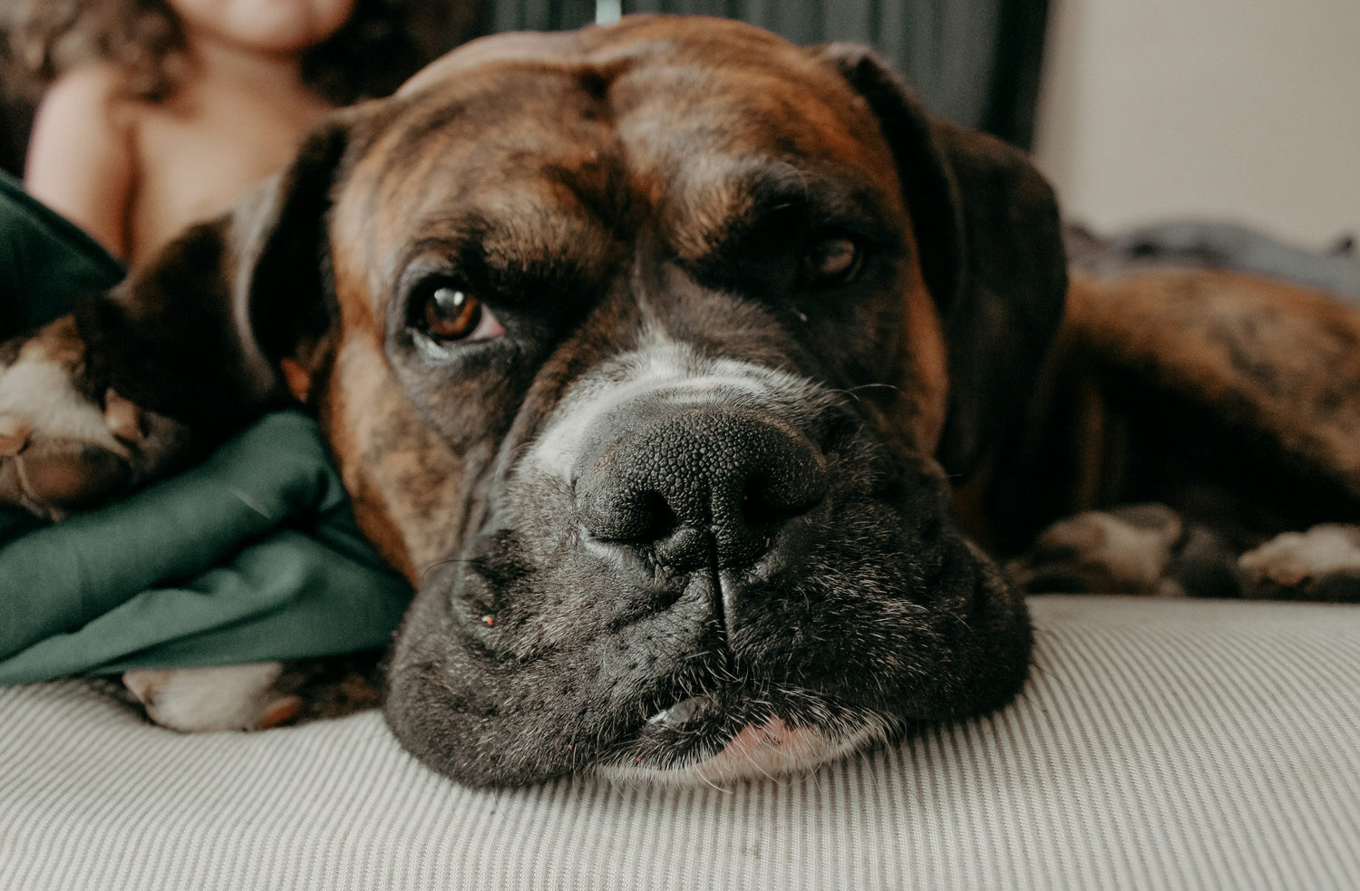 Buy Health Certified Boxer Puppies Available For Sale In Hyderabad.