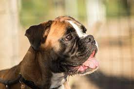 Boxer Puppies Available For Sale In Mumbai.