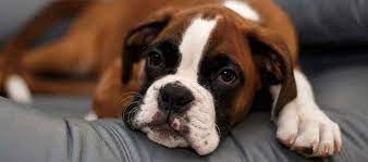 Boxer Puppies Available For Sale In Pune.