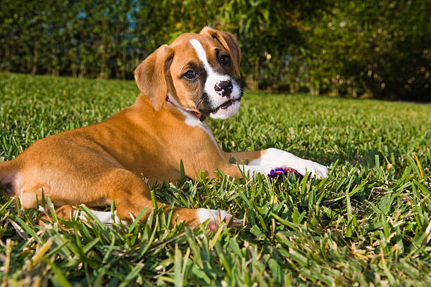 Health Certified Boxer Puppy Available For Sale.