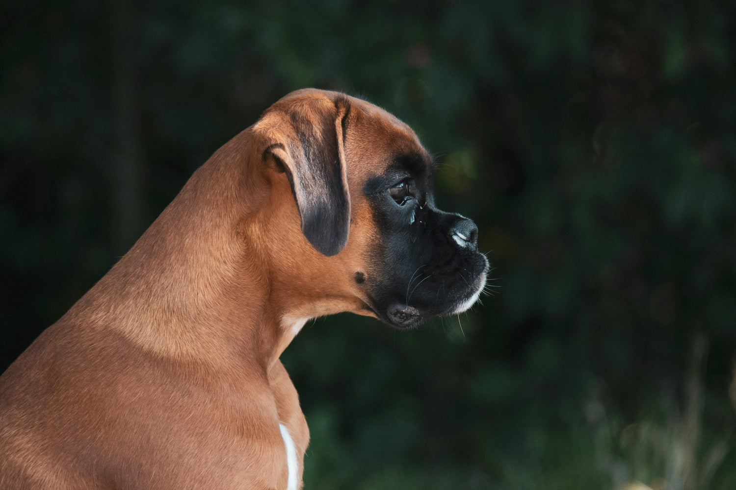 We Have Boxer Puppies At Starting Price Of Rs.30,000.