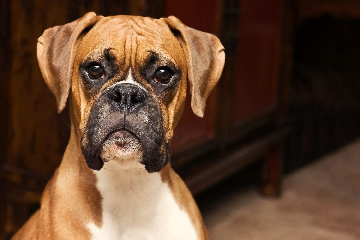 Boxer dog breeder in vizag