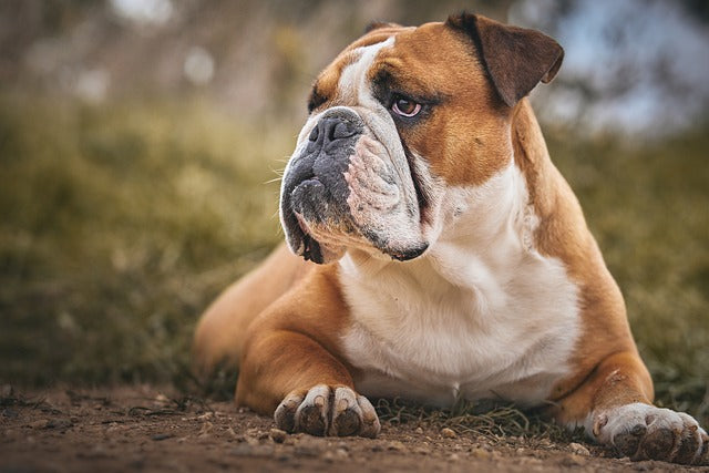 Purchase Male & Female English Bulldog Puppies Available For Sale In Ahemdabad.