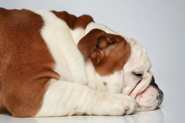 Buy English Bulldog Puppies From Delhi.