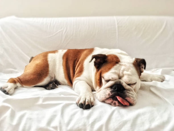 English Bulldog Puppies Available In Goa.