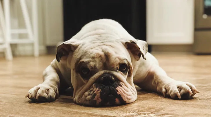 English Bulldog Puppies Available For Sale In Mumbai.