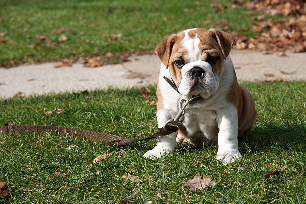 Well Muscled English Bulldog Puppies Available For Sale In Jaipur