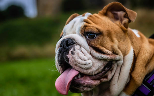 We Have Well-Muscled English Bulldog Puppies In Chennai.