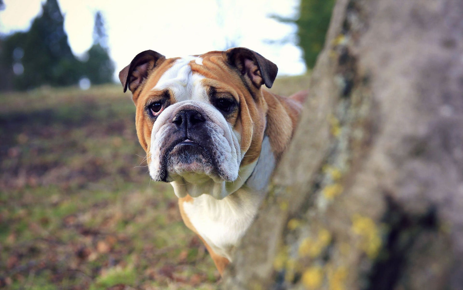 English Bulldog dog breeder in vizag