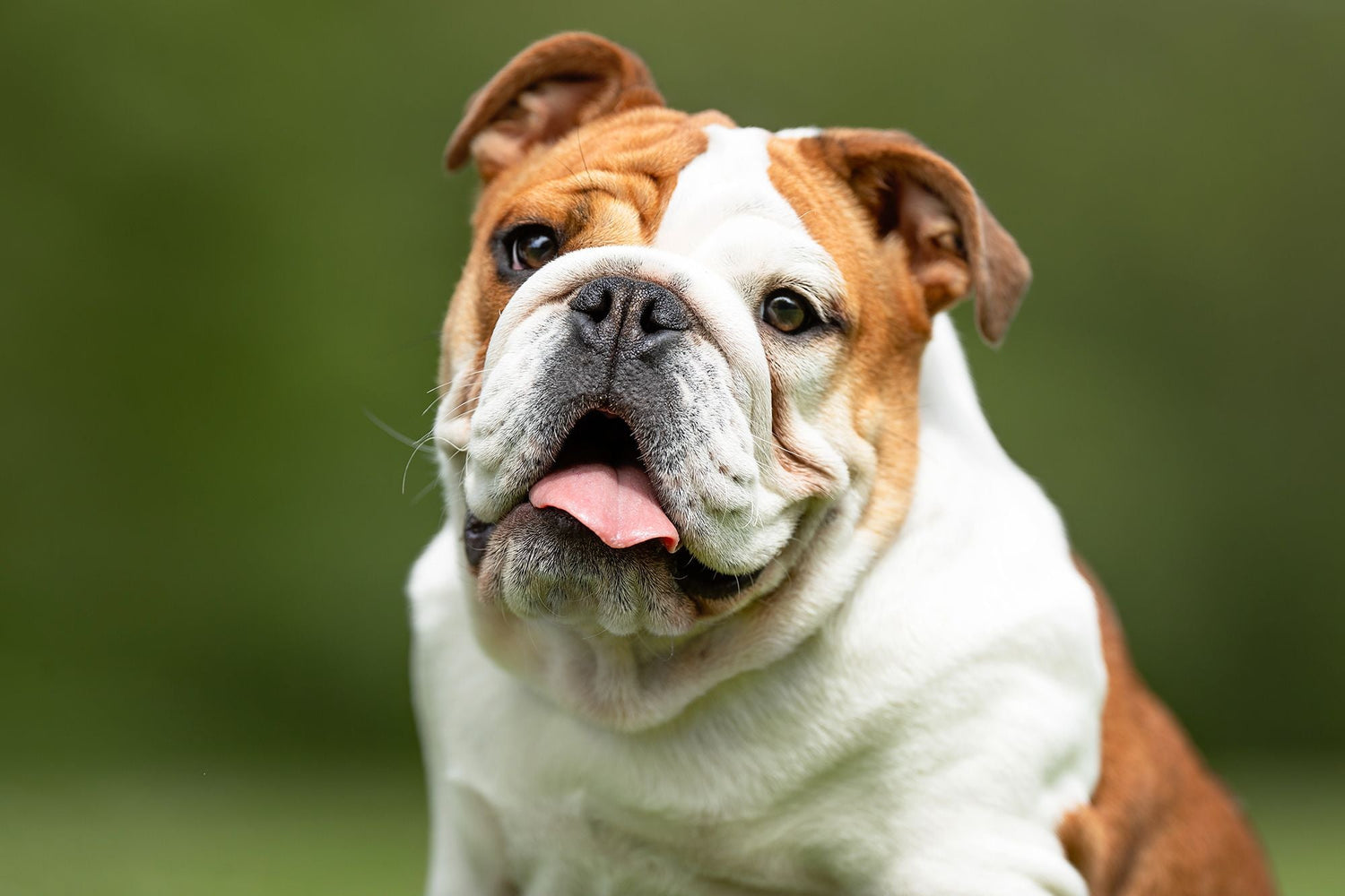English Bulldog
