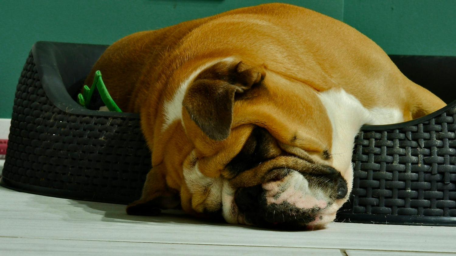 We have Male English Bulldog Puppies Available For Sale In Hyderabad.