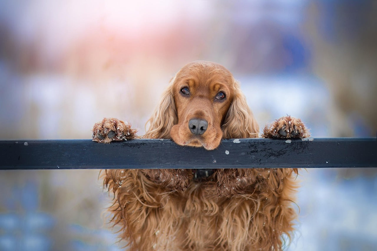 Buy Male Cocker Spaniel Puppies Available For Sale In Ahemdabad.
