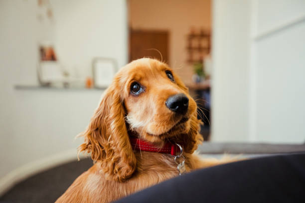 Silky Coat Cocker Spaniel Puppy Available In Delhi.