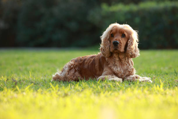 Get Cocker Spaniel Puppy From Goa.
