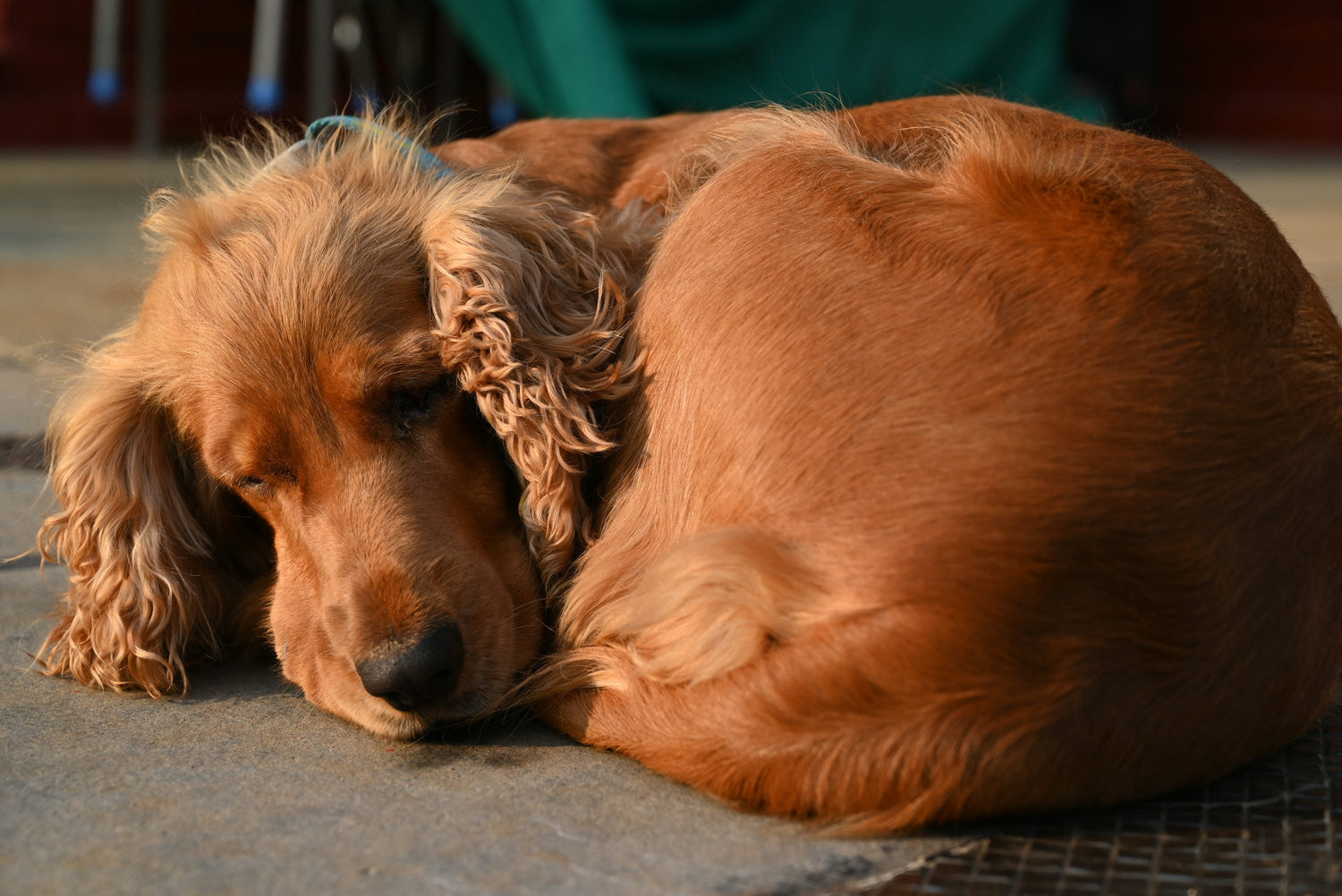Male & Female Cocker Spaniel Puppies Available For Sale In Hyderabad.