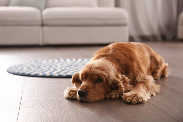 Cocker Spaniel Puppies Available For Sale In Mumbai.