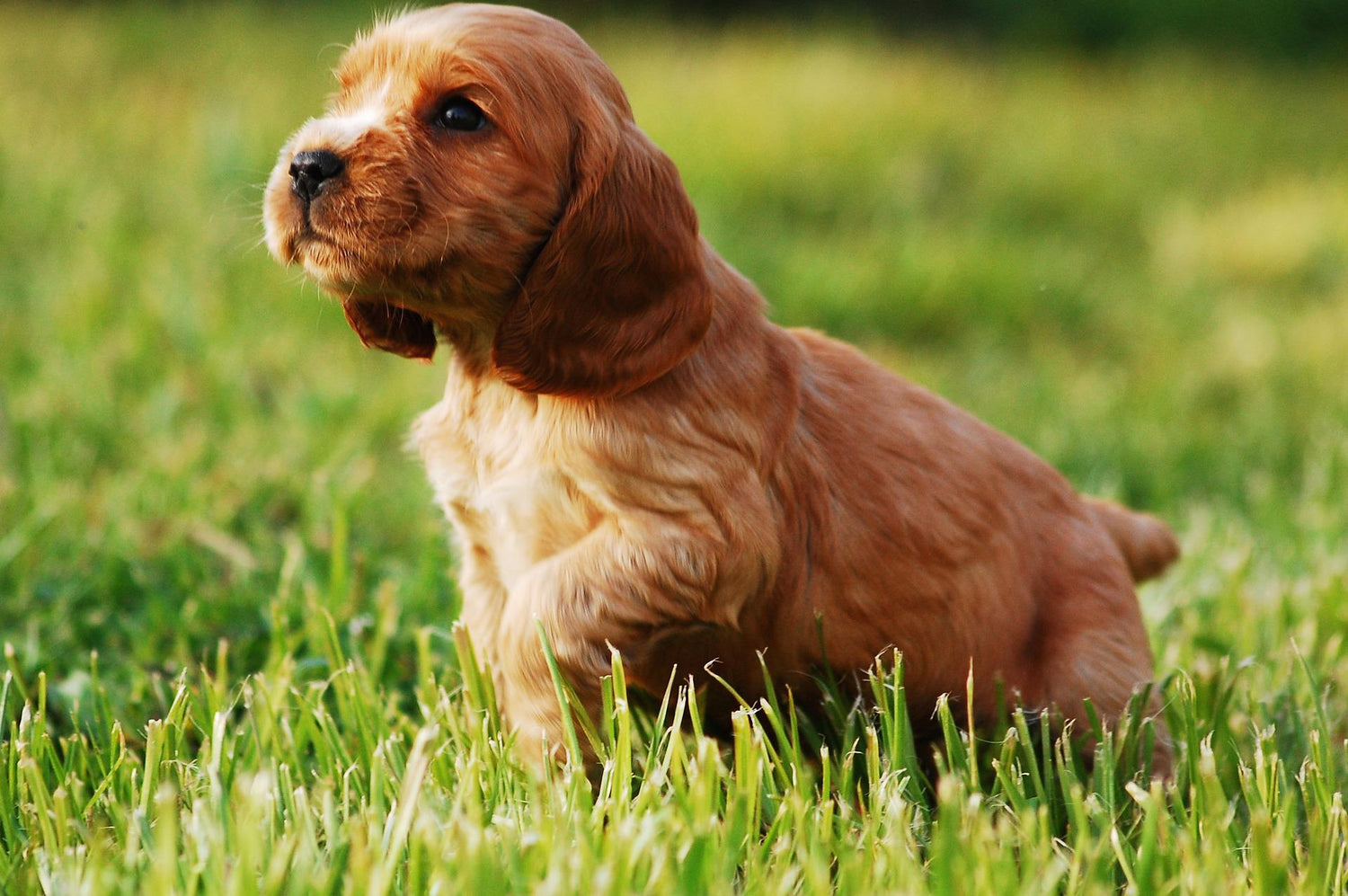 Cocker Spaniel Puppies Available For Sale In Pune.