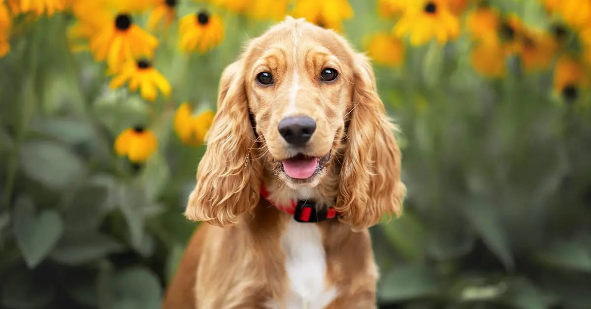 Cocker Spaniel Puppies Available For Sale In Bangalore.
