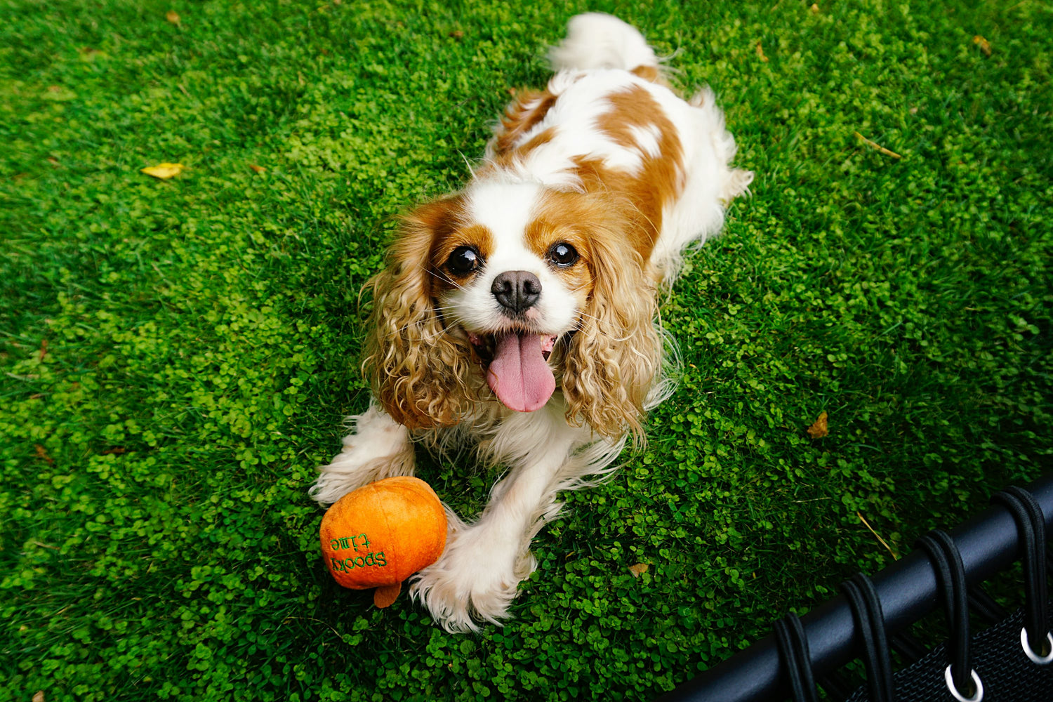 Smart Cocker Spaniel Puppies Available For Sale In  Jaipur.