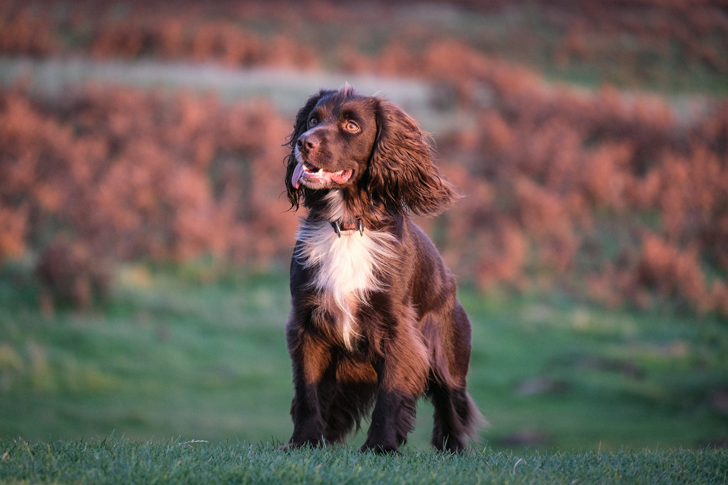 Cocker spaniel dog breeder in vizag