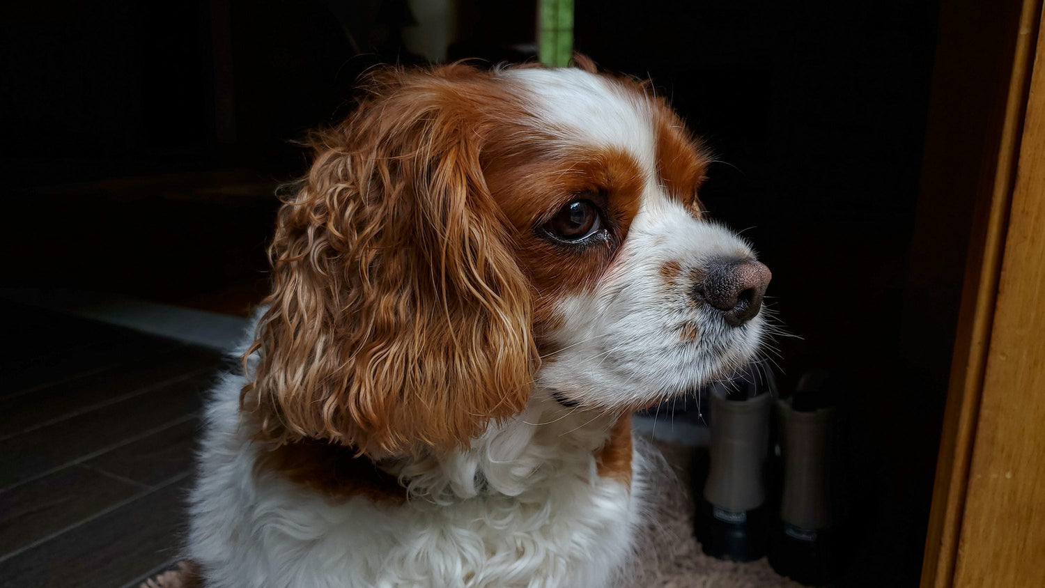 Purchase Cuddly Cocker Spaniel Puppies From Chennai.