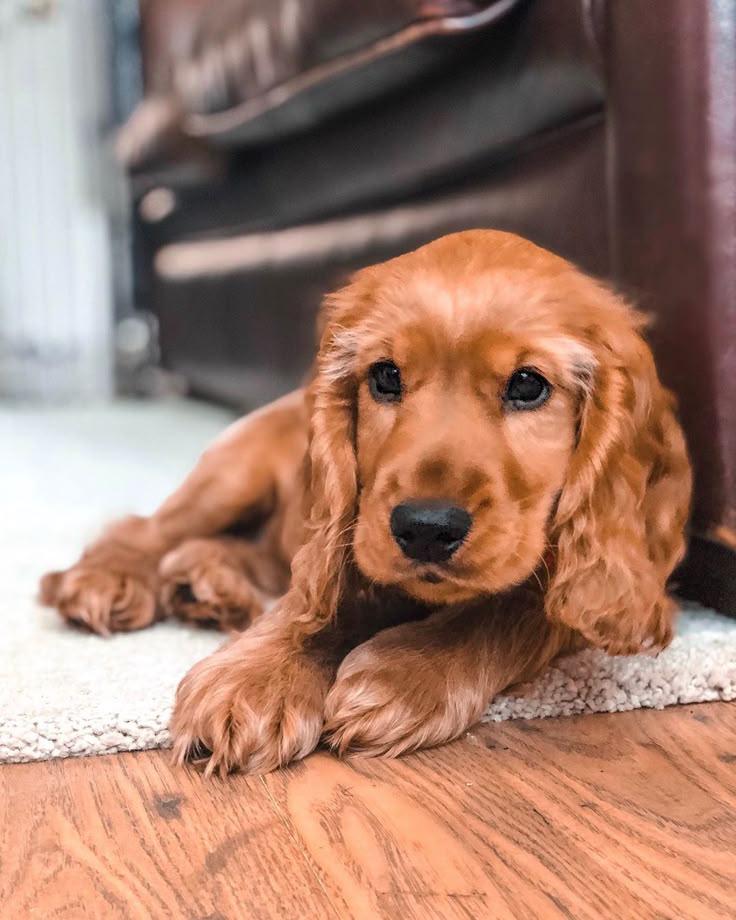 Cocker Spaniel
