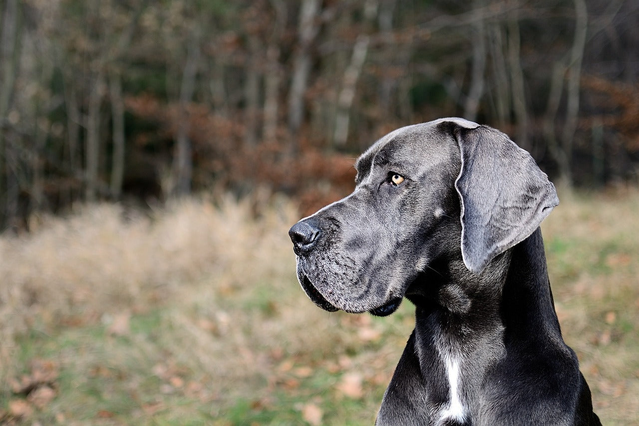Great Dane Male & Female Puppies Available In Delhi.