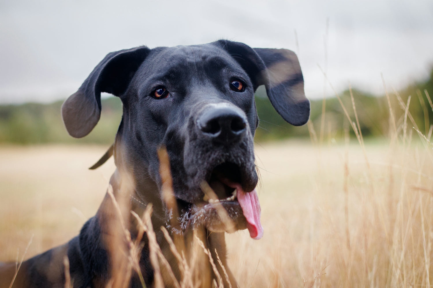 Get Great Dane Puppy From Goa.