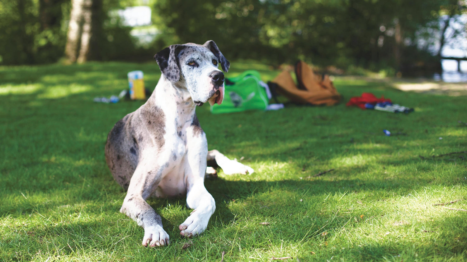 Get Muscular Male Great Dane Puppies Available For Sale In Hyderabad.