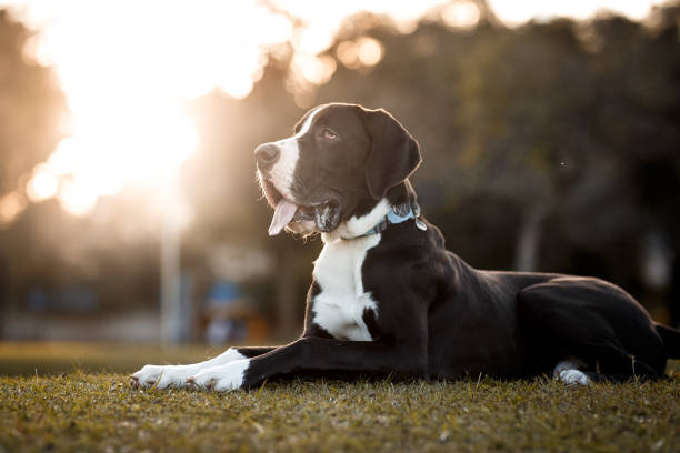 Great Dane Puppies Available For Sale In Mumbai.