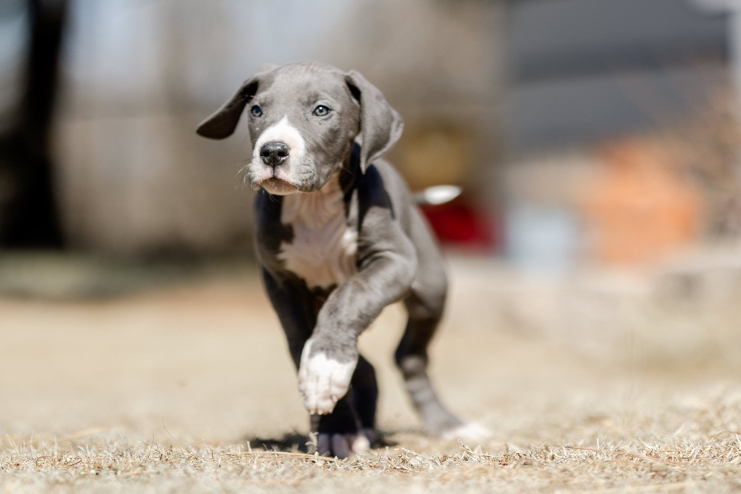Giant Great Dane  Puppies Available For Sale In Jaipur