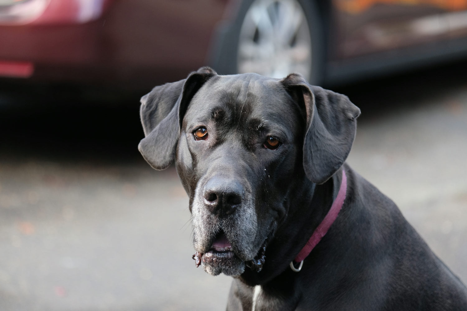 Alert Great Dane Puppies Available For Sale In Chennai.