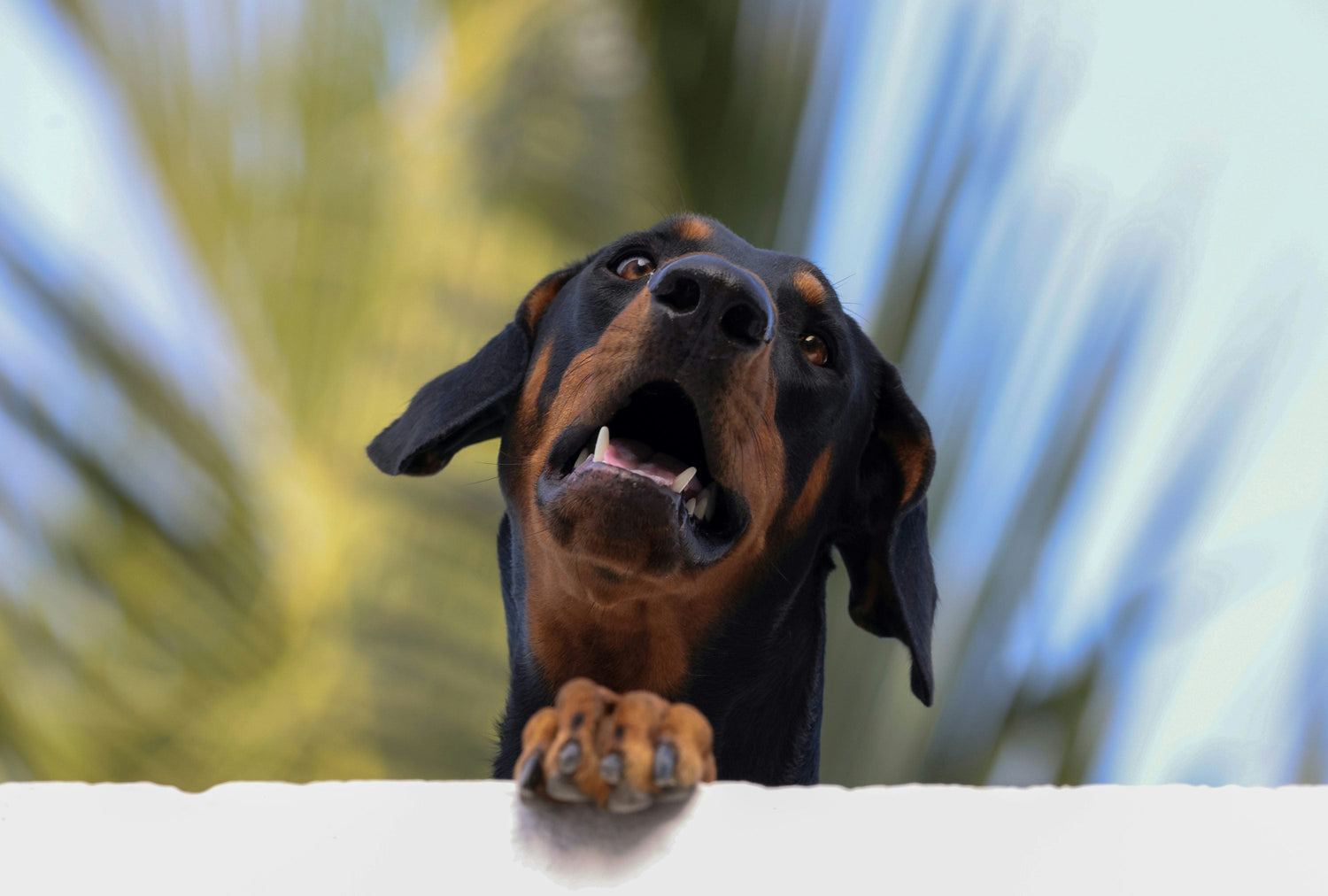 Get Female Doberman Puppies Available For Sale In Ahmedabad.