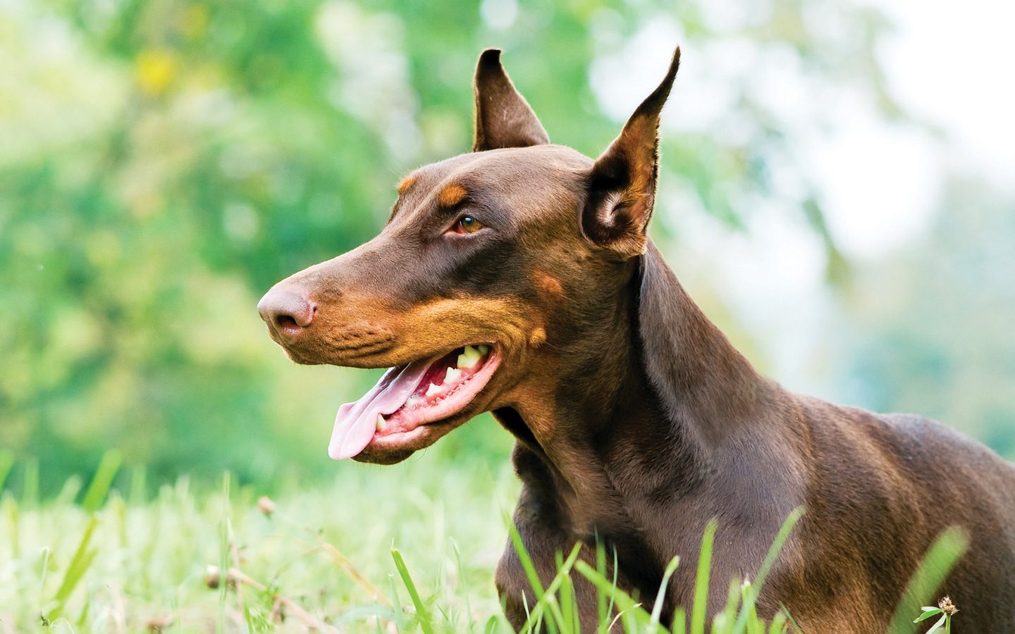 Doberman Puppies Available For Sale In Delhi