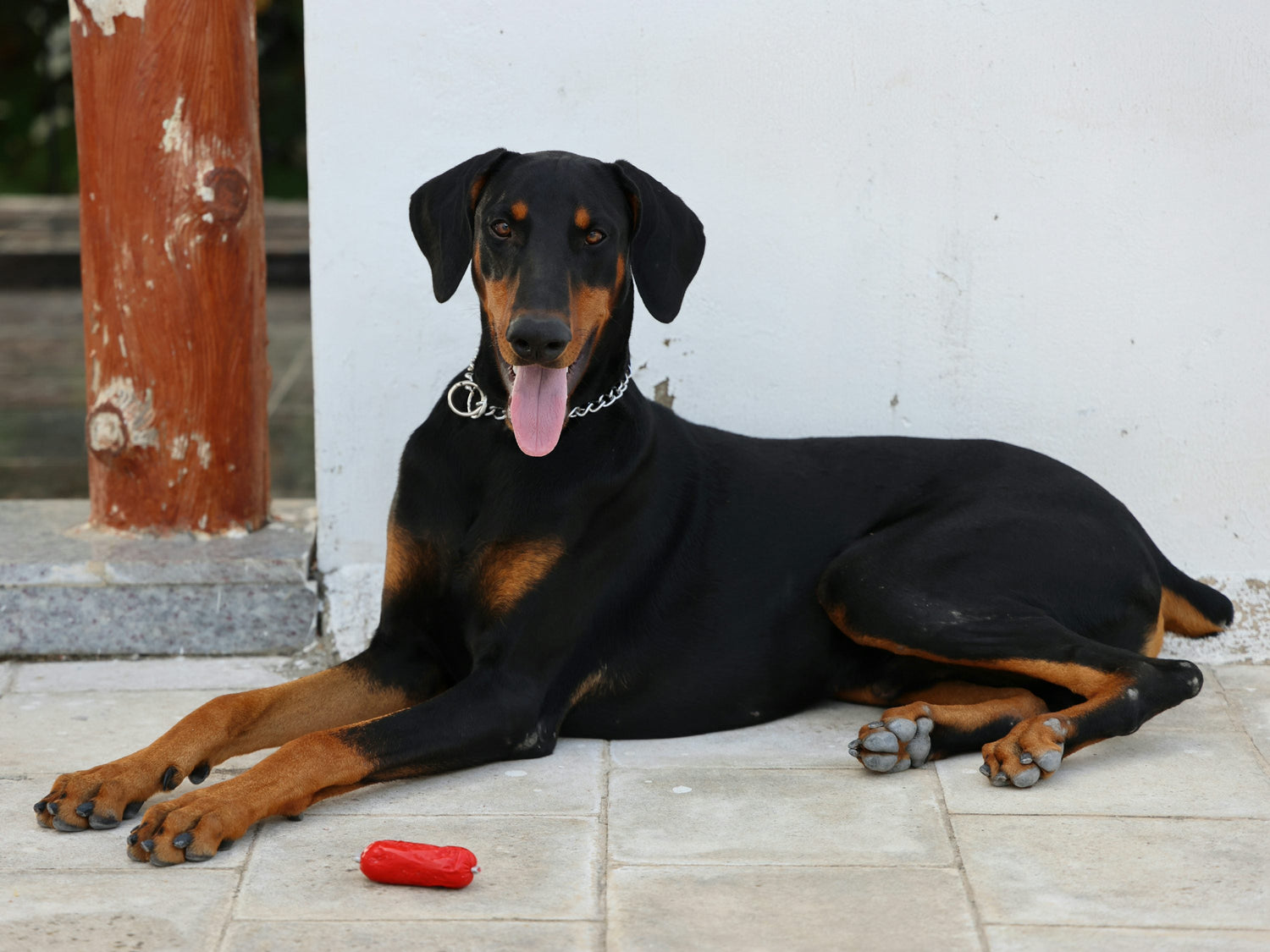 Get Muscular Doberman Puppies  Available For Sale In Hyderabad.