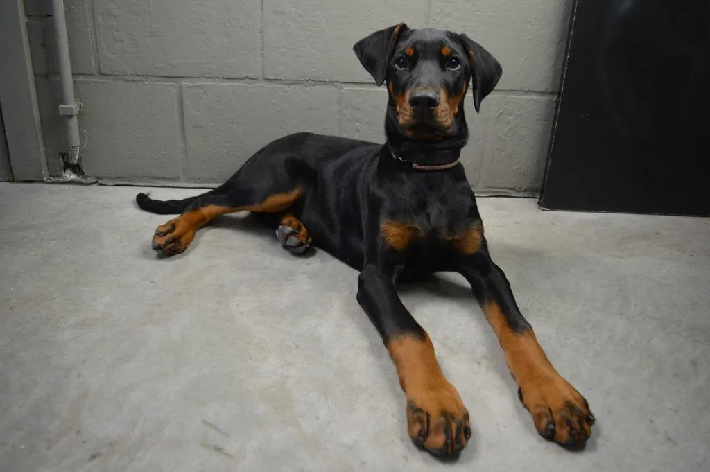 Doberman Puppies Available For Sale In Bangalore.