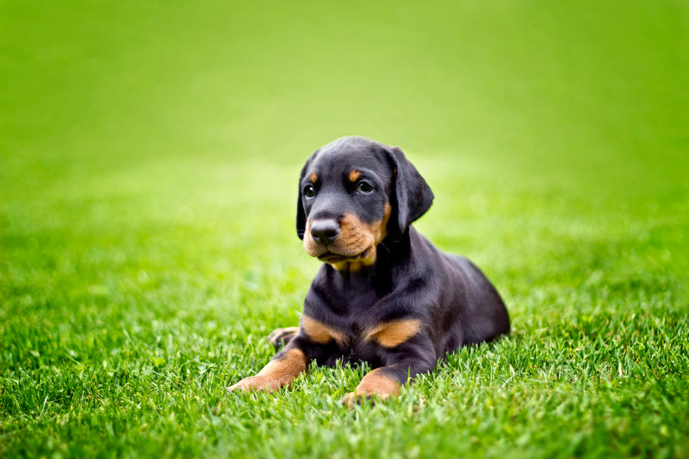 Doberman Puppies Available For Sale In Pune.