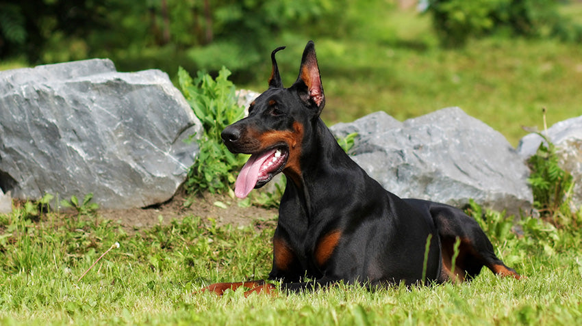 We Have Doberman Male & Female Puppy Available For Sale In Jaipur