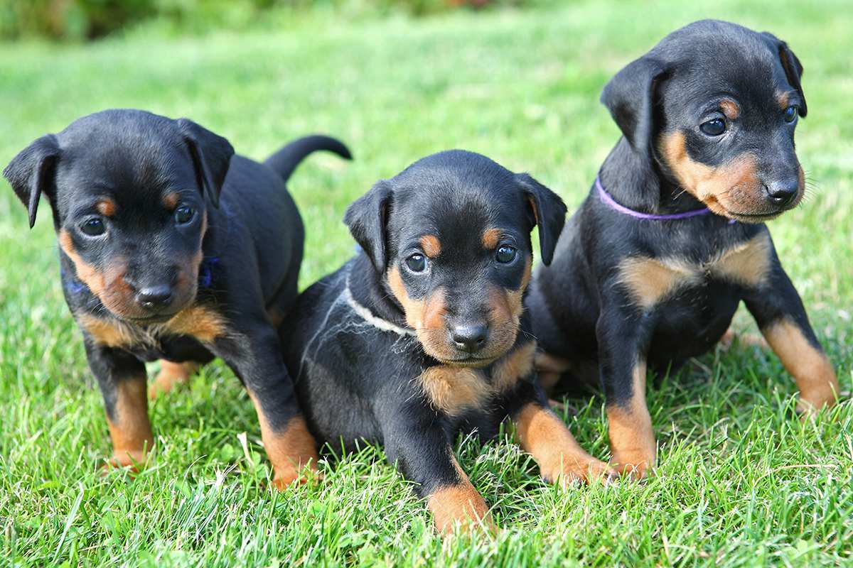 Doberman dog breeder in vizag