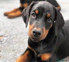 Muscular Doberman Puppies Available For Sale In Chennai.