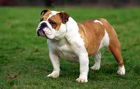 English Bulldog Puppies Available For Sale In Bangalore.